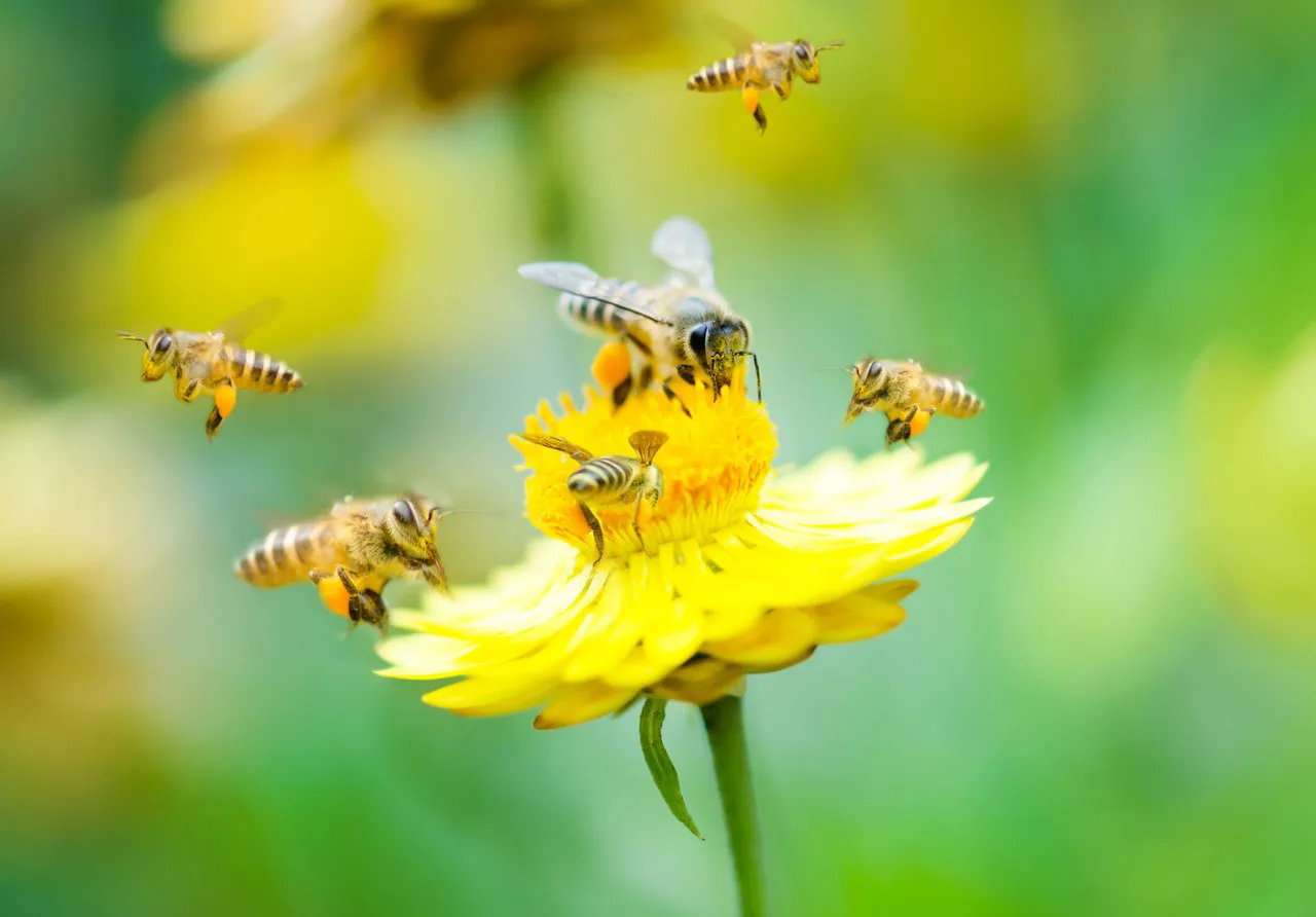 20 de mayo día de las abejas.