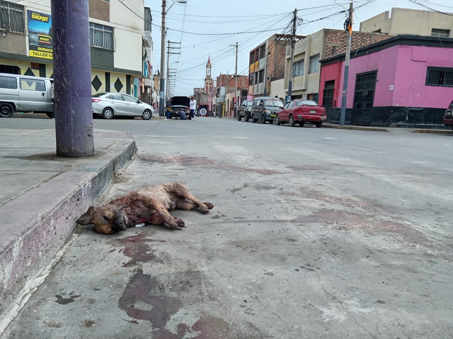 Encuentran perro sin vida en calles del Callao.