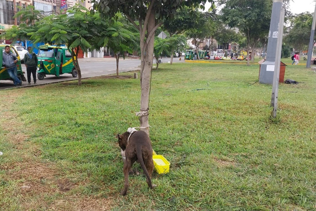 Perro pitbul es amarrado en un parque por constante ataque a personas.