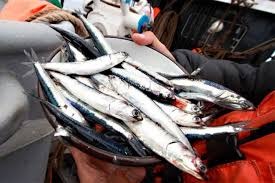 Pescado anchoveta.|Pescado anchoveta en Callao.