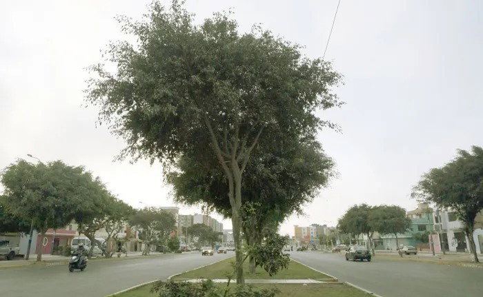 árboles serán traslados por obra de vía Santa Rosa.