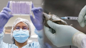 Hantavirus en el Atlántico: ¿Qué riesgo corre el Callao ante el brote en cruceros?