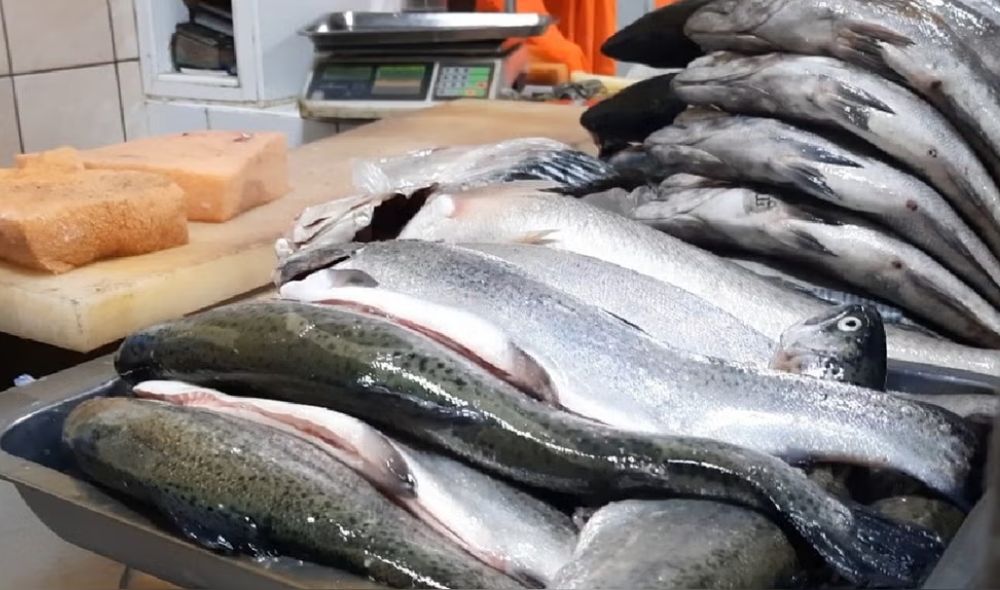 Levantan la veda del bonito y reaparece en el principal mercado pesquero del Callao: comerciantes revelan si subió o bajó su precio