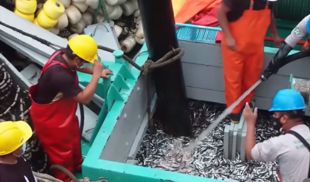 Anomalía del mar caliente en el Callao paraliza la pesca y genera crisis en miles de hogares: conoce los detalles