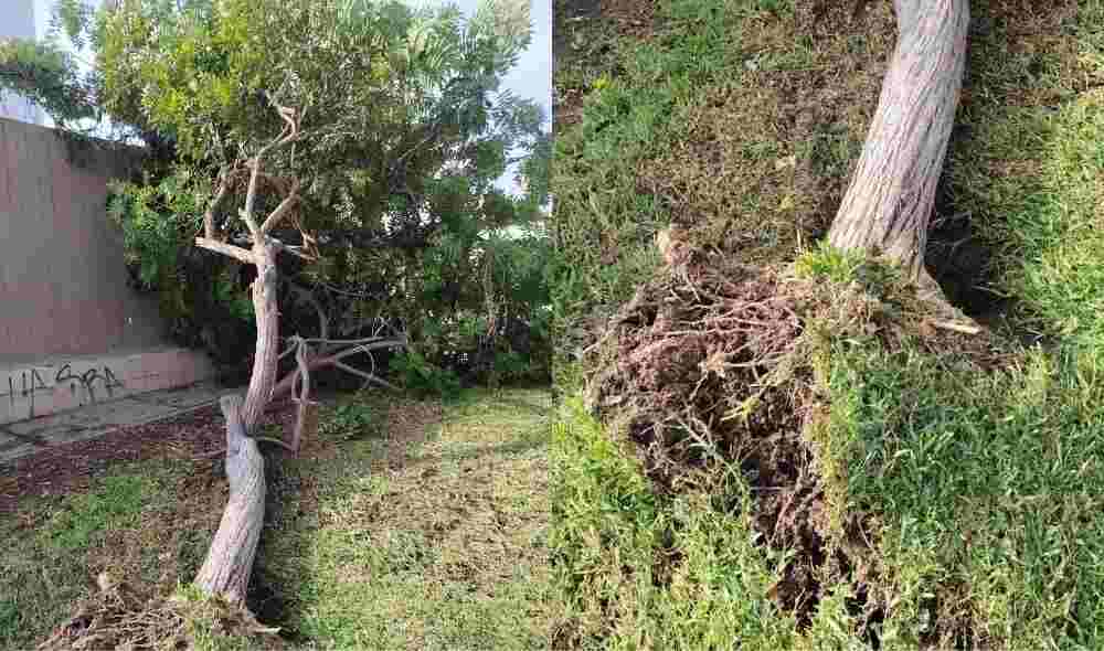 Callao: vereda queda bloqueada tras la caída de un árbol y genera alarma entre vecinos