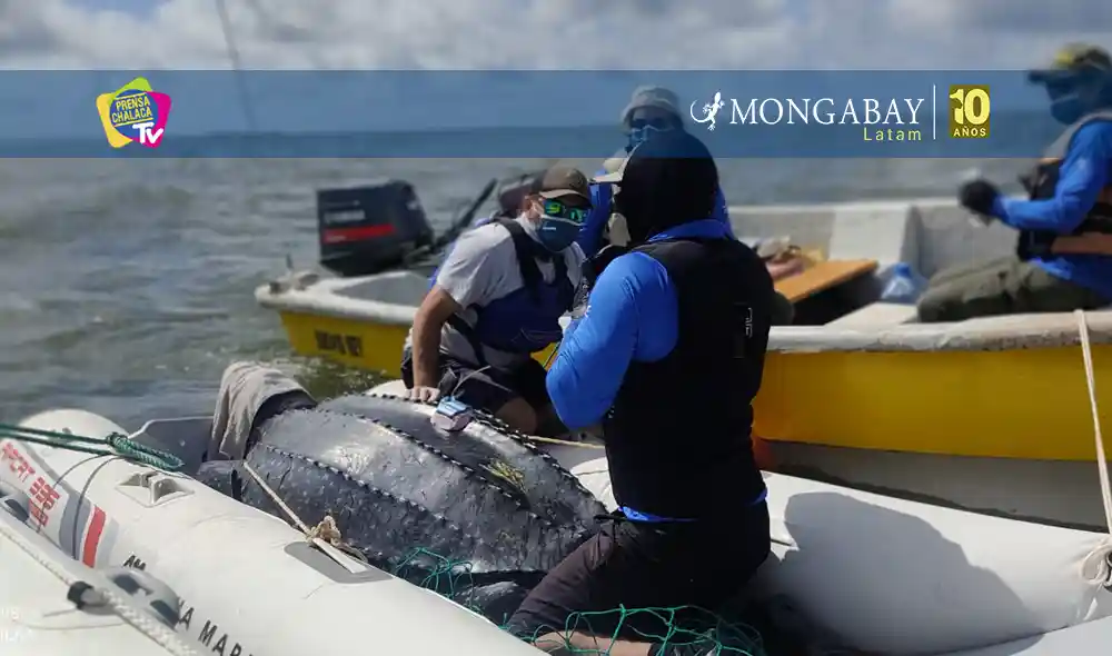 dia mundial tortugas marinas - prensa chalaca
