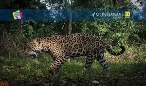 Inteligencia artificial analiza miles de imágenes para estimar la densidad de jaguares en la Reserva Nacional Tambopata