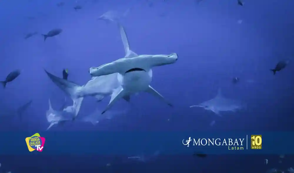 Los tiburones se encuentran en la cima de la pirámide trófica. Al cazar, también se alimentan de peces heridos o enfermos, lo que regula las poblaciones de otras especies, manteniendo la salud y el equilibrio de los ecosistemas marinos. Foto: Joshua Vela
