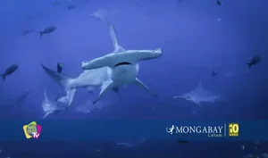 Día Internacional de los Tiburones: la carrera científica para salvarlos desde México hasta la Patagonia 