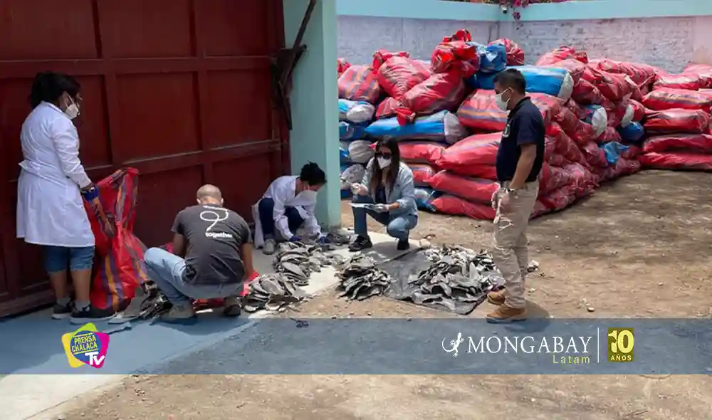 incautación de las nueve toneladas de aletas de tiburón en noviembre de 2025. Foto: Embajada de Estados Unidos en Lima