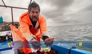 De la sobrepesca a la recuperación: el modelo de pescadores que rescató al erizo rojo en la costa sur de Perú