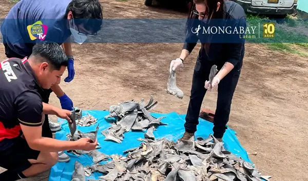 Ministerio del Ambiente autorizó cuotas para exportar aletas de tiburón que beneficiaron a empresario investigado por crimen organizado